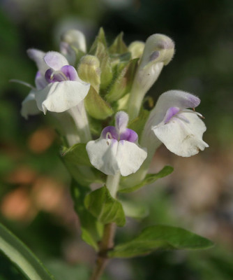 IMG_2751_eScutellaria_alpina_Hybride.JPG