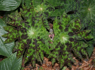 IMG_2748_ePodophyllum_delavayi_CY.JPG
