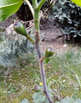 Petite Negri 2019 04 28.jpg