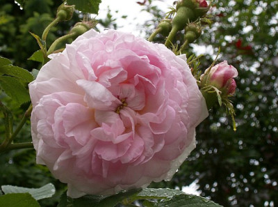 Chloris-05-07.jpg