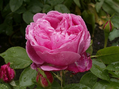 Archiduchesse_Elisabeth_dAutriche-05-07.jpg