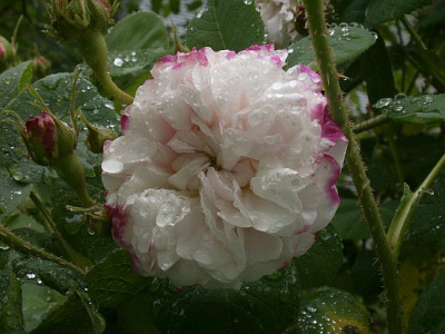 Leda-im-Regen-05-07.jpg