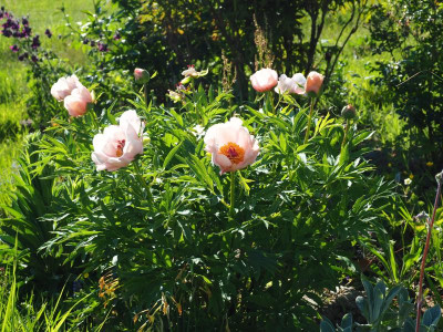 Paeonia Saunders Nosegay P4280020.JPG