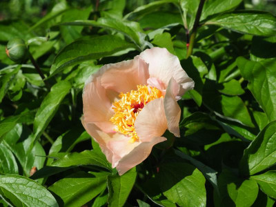 Paeonia Mai Fleurie P4280048.JPG