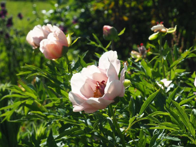 Paeonia Saunders Nosegay P4280021.JPG