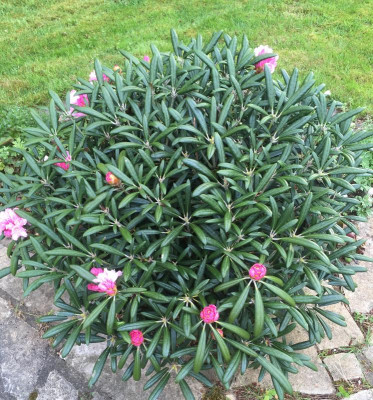 rhodo2.jpg