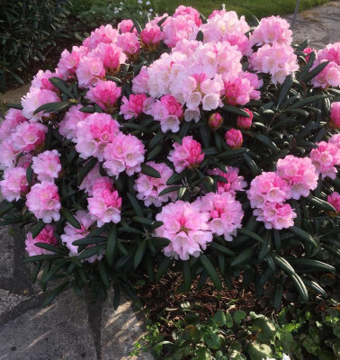 rhodo1.jpg