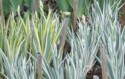 spec pallida bunt.jpg