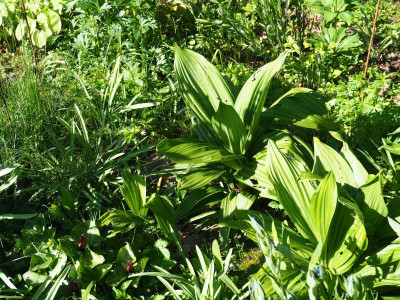 Veratrum maakii P4280051.JPG