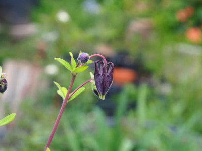 Aquilegia vulgaris P4280001.JPG