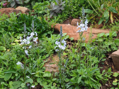 Veronica Maihimmel P4280009.JPG