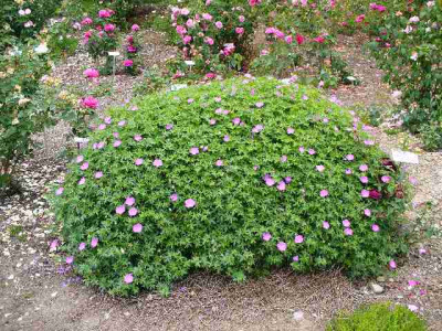 mai_27_RosenHuber_Geranium_sanguineum.jpg