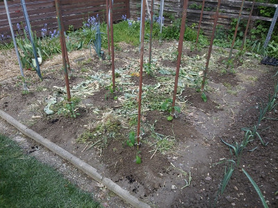 Tomaten 19428.jpg