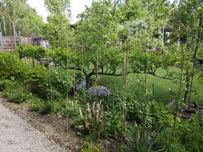 Mirabelle Spalier aufgekahlt.jpg