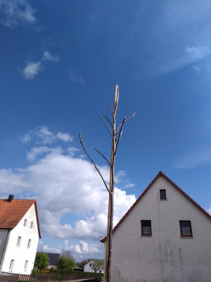 walnuss_krone.jpg