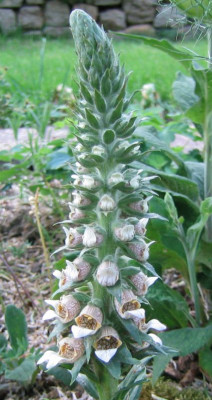 Digitalis_lanata_20070527.jpg