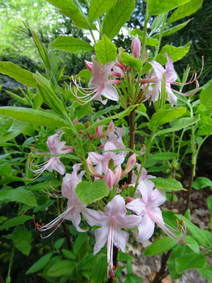 Azalea prinophyllum April 2019.JPG