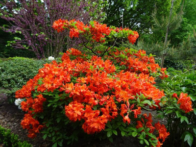 Azalea Oranje April 2019.JPG