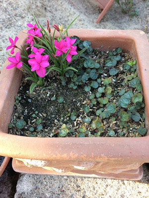 2018 05 Viola koreana.jpg