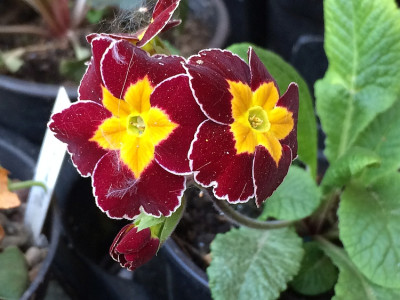 2019 04 Primula Sämling.jpg