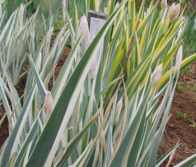 pallida bunt Spitzen.jpg