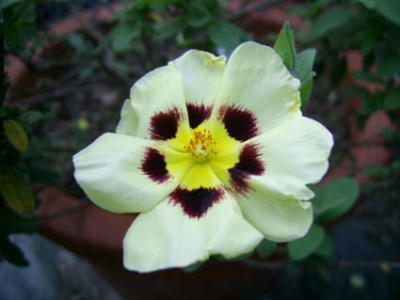 x_Halimiocistus_Merristwood_Cream_PIC_0452.JPG