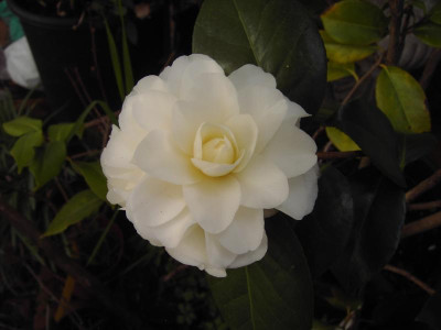 PICT2586.JPG