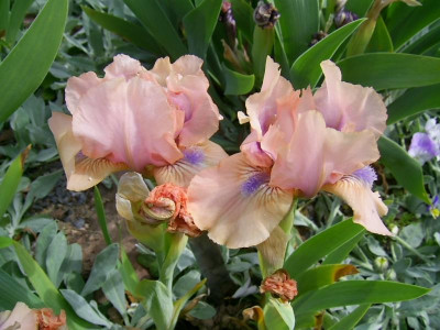Chanted PIC_0537.JPG