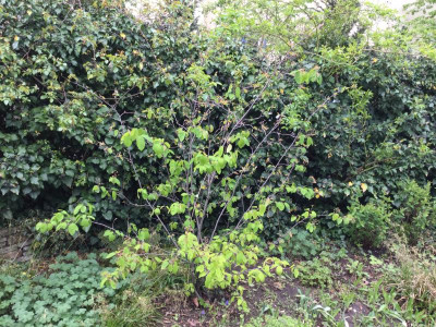 Amelanchier II.jpg