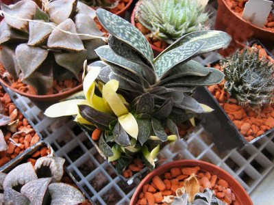 Gasteria.jpg