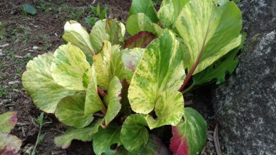 Bergenia 'Tubby Andrews'.jpg