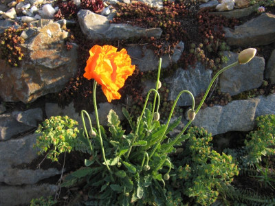 IMG_5995_Mohn_30April2019_.jpg