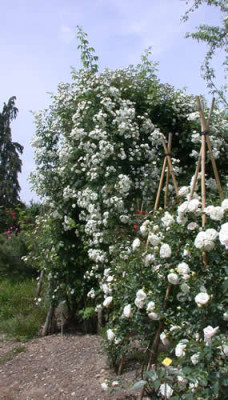 Rambling_Rector_0010__33535.jpg