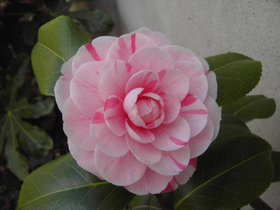 PICT2611.JPG