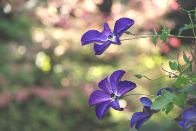 Clematis-Venosa-Violacea-11.jpg