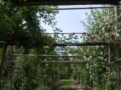 Beeindruckender_Laubengang_DSCN33546.jpg