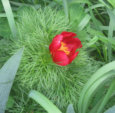p.tenuifolia absaat Bot.G..jpg