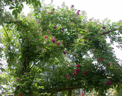 Bleu_Magenta_0010__33547.jpg