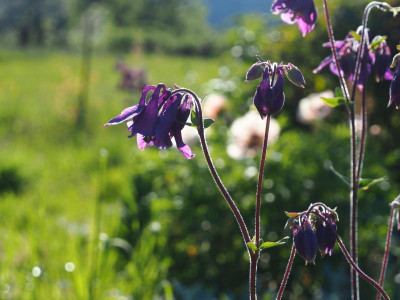 Aquilegia vulgaris blau P4300007.JPG