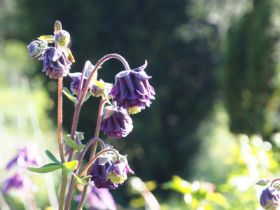 Aquilegia vulgaris Biedermeier P4300008.JPG