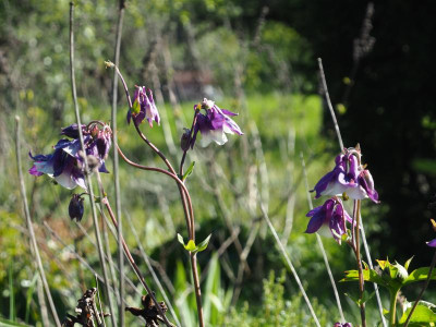 Aquilegia vulgaris William Guinnes like P4300009.JPG