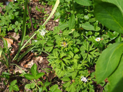 Anemone nemorosa Multiplicity P4240014.JPG