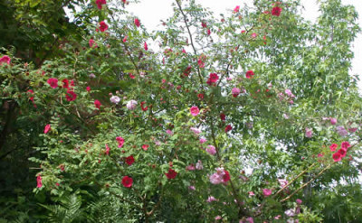 Moyesii_Geranium_DSCN33557.jpg