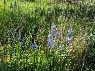 Camassia leichtlinii 'Caerulea' P4280033.JPG