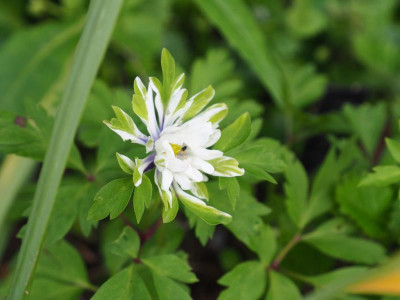 Anemone nemorosa Multiplicity P4220001.JPG