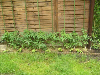 tomatencarport.jpg