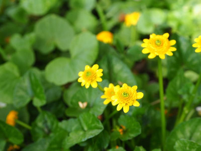 Ranunculus ficaria Collarette P4240004.JPG