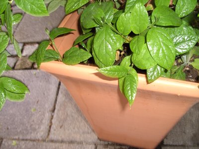 BILD0523.JPG