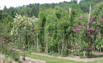 Allegemeine_Rosenbilder_DSCN33513.jpg