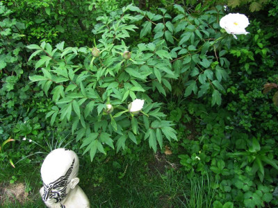 P.rockii2019ax2.jpg